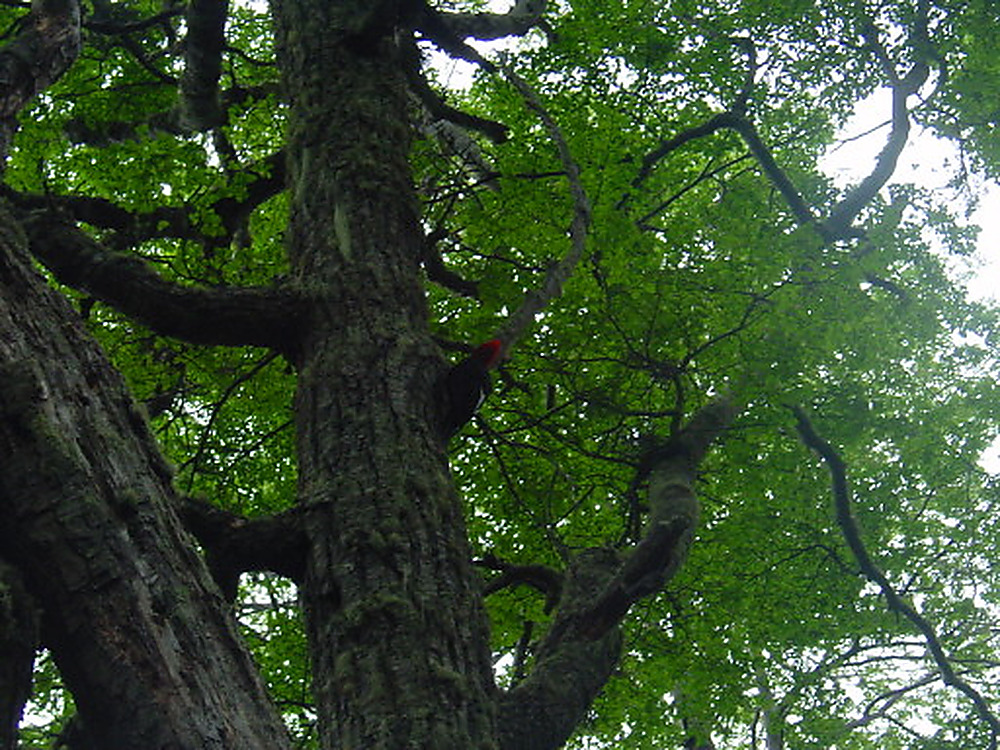 Woodpecker in Tierra del Fuego Argentina