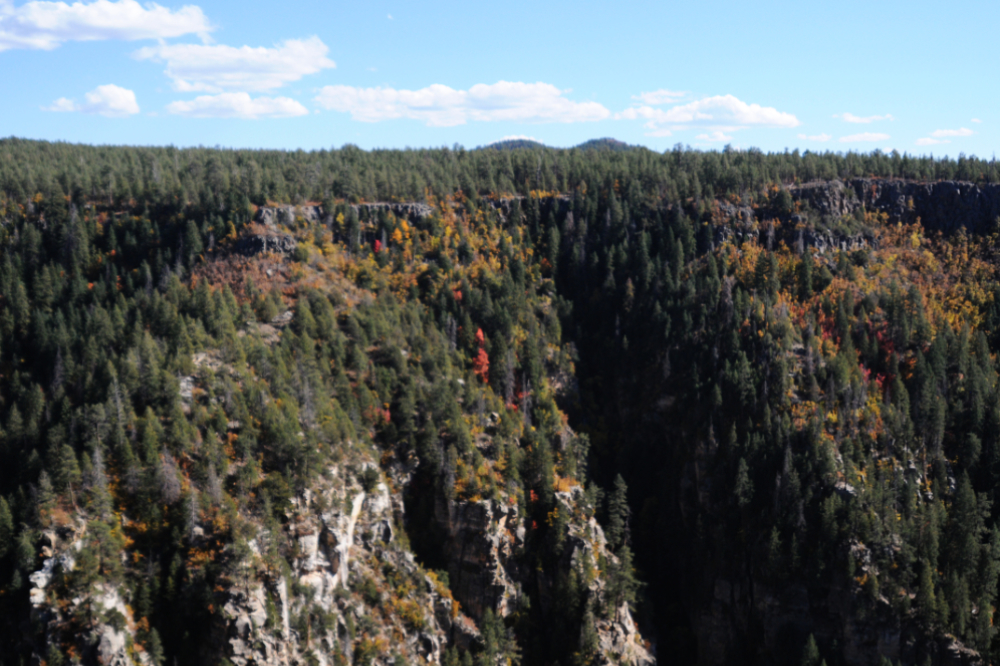 Forested canyon in northern Arizona during autumn
