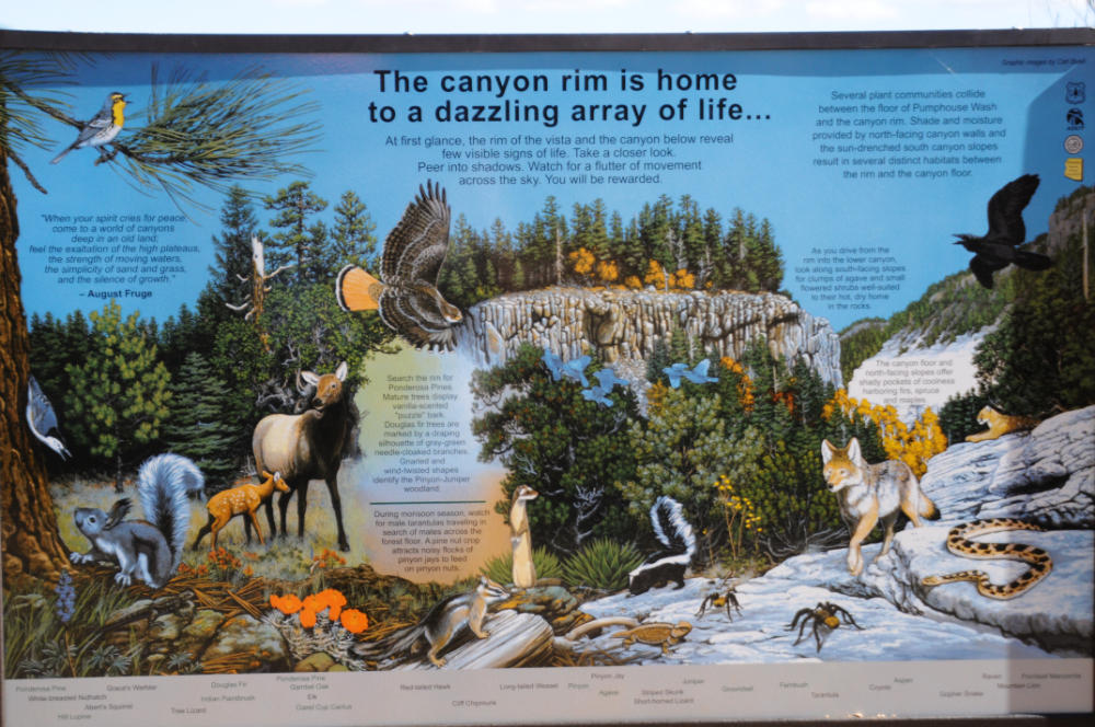 Wildlife information sign in the high-elevation forests of northern Arizona
