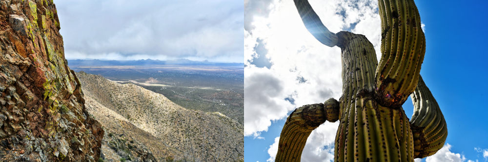 Saguaro cacti and desert mountains in Arizona