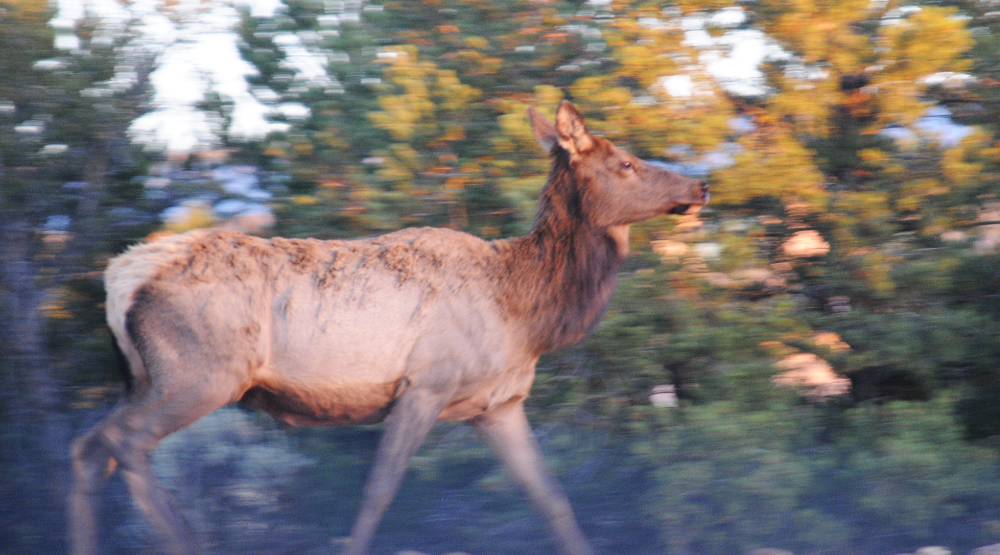 Elk at the Grand Canyon in Arizona