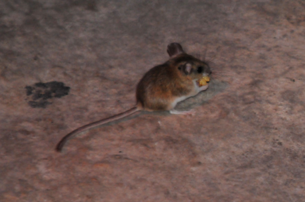 Small mouse at the Grand Canyon in Arizona