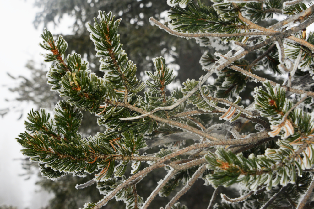 Rime ice coating tree branches on Humphreys Peak