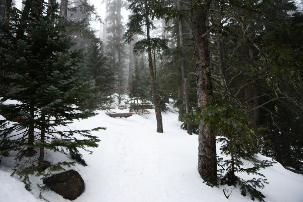 Snow-covered pine forest on the lower slopes of Humphreys Peak in winter