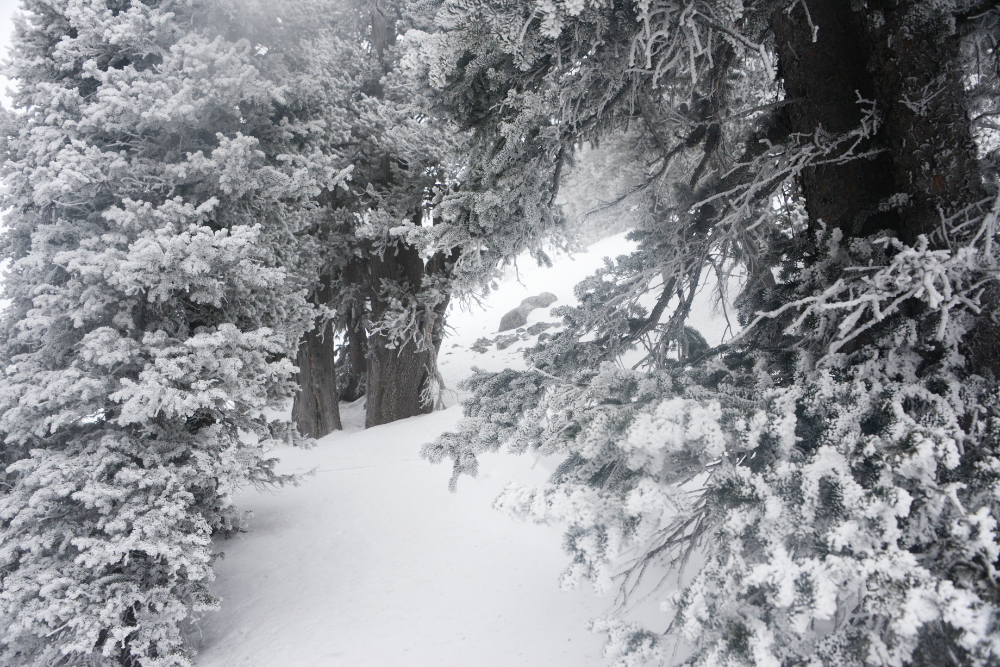 Deep winter snow in the forest on Humphreys Peak