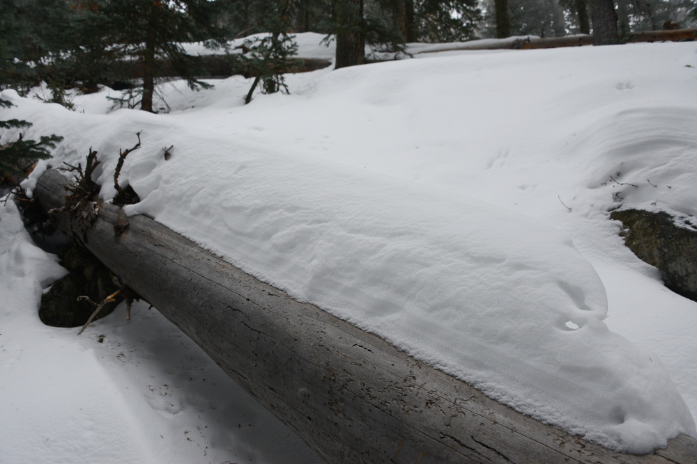 Deep snow surrounding a fallen log on Humphreys Peak