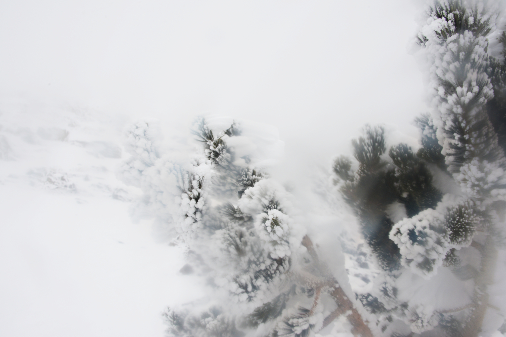 Ice-covered trees in severe winter weather near the ridge of Humphreys Peak