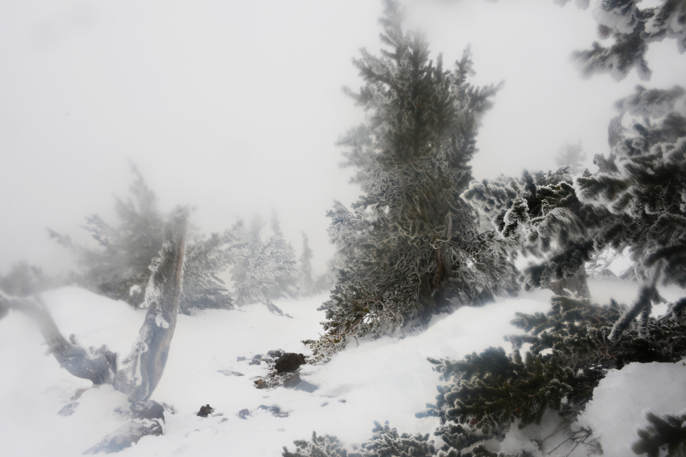 Trees coated in thick rime ice near the upper slopes of Humphreys Peak