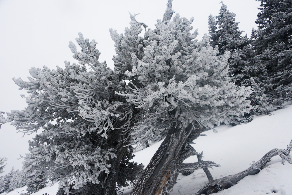 Heavy rime ice covering trees higher on Humphreys Peak