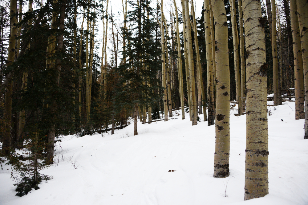 Snow-covered forest near the beginning of the Humphreys Peak winter climb