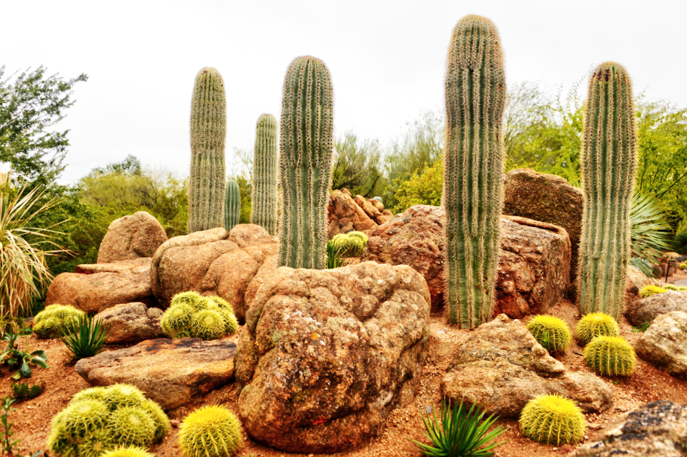 Desert plants and cacti near the Desert Botanical Garden in Phoenix