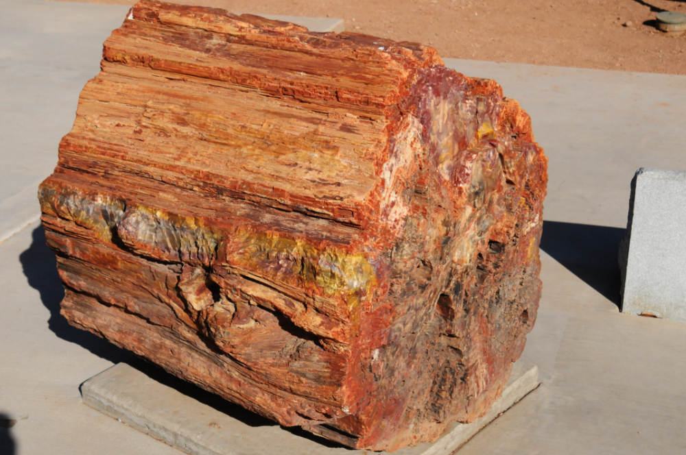 Large piece of petrified wood displayed in Phoenix, Arizona
