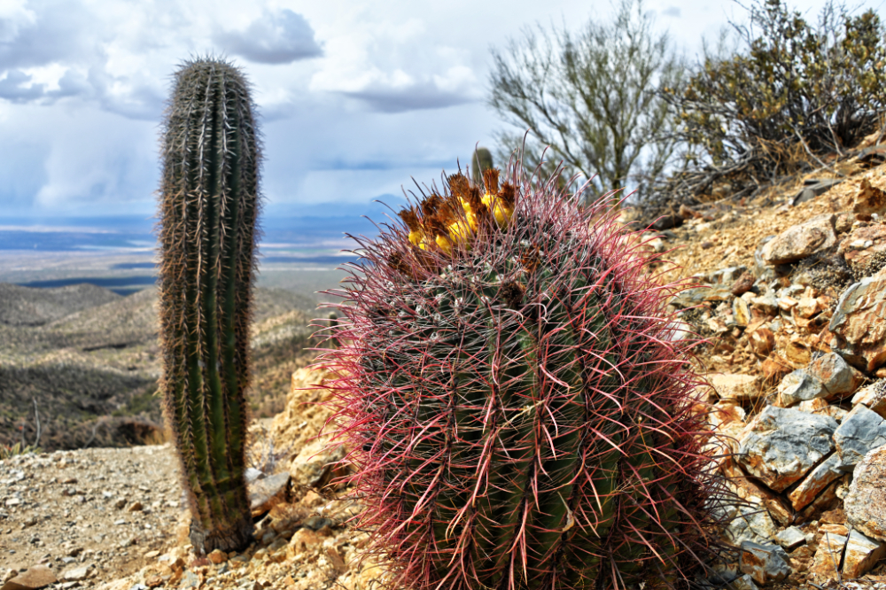 Barrel cactus and desert vegetation among saguaros in Arizona