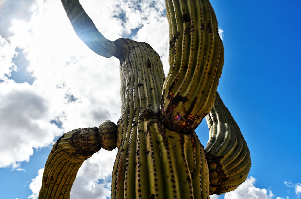 Arms of a mature saguaro cactus in Arizona