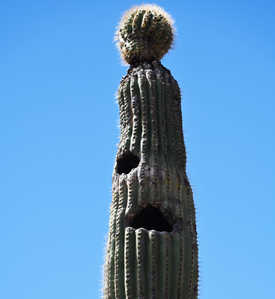 Tall saguaro cactus growing in the Arizona desert