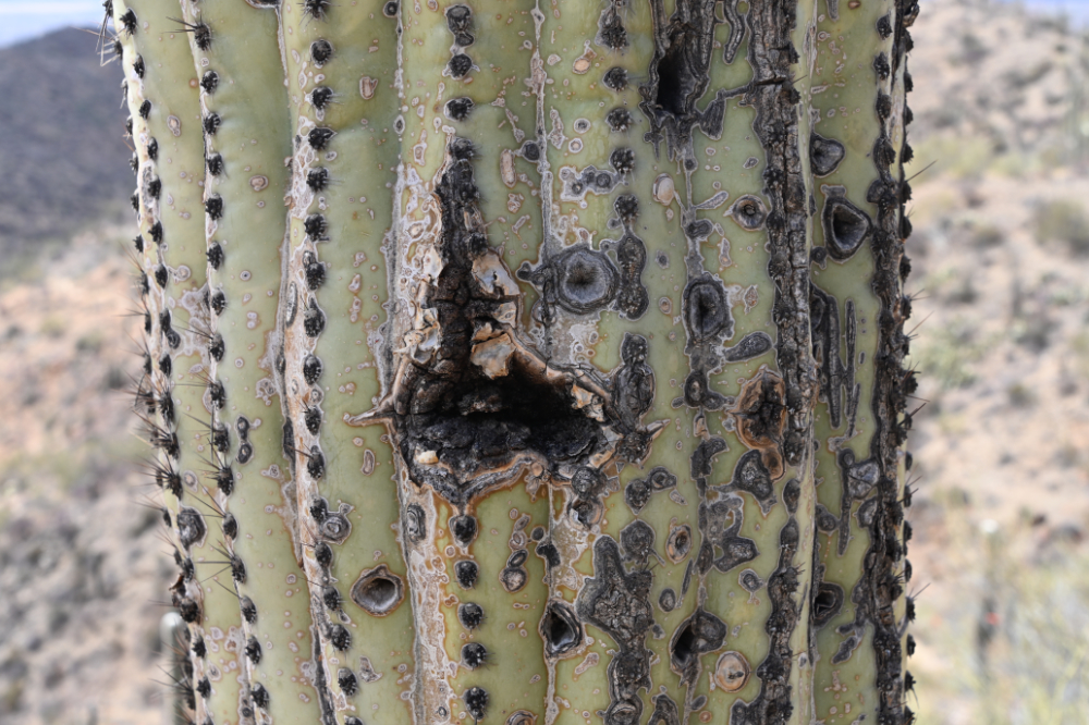 Close view of the ribs and spines of a saguaro cactus in Arizona