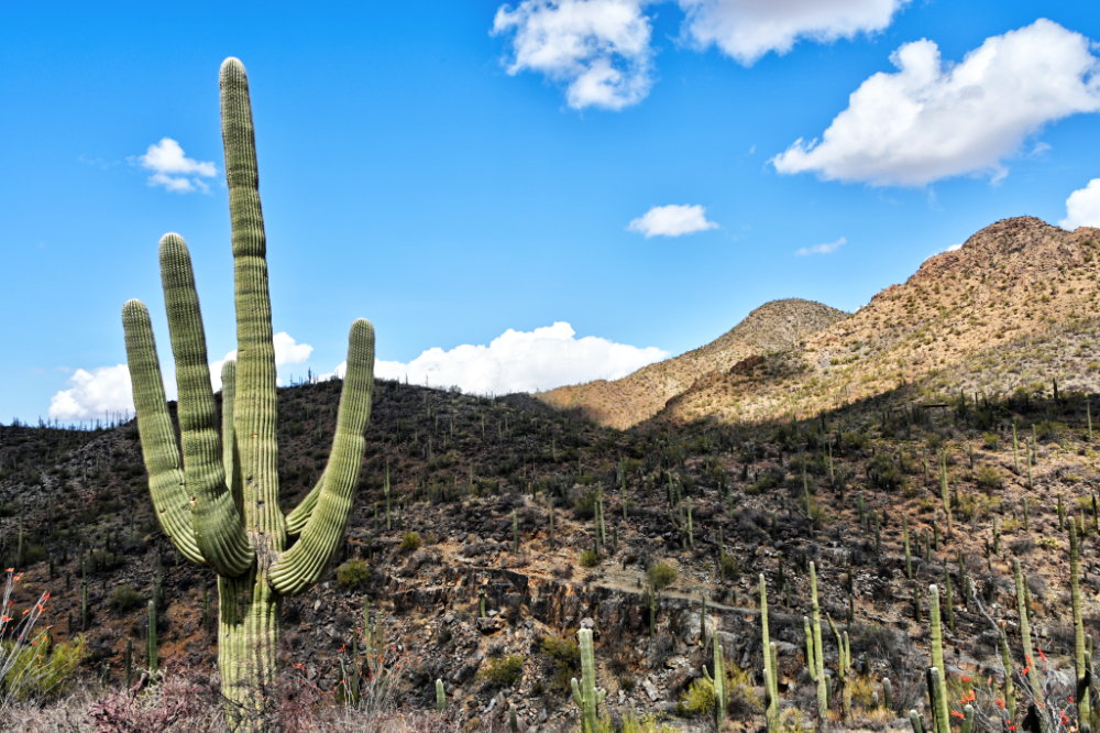 Saguaro cactus growing in the rocky Arizona desert