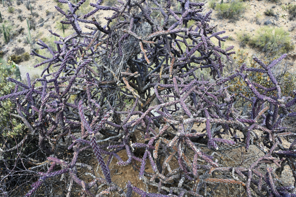 Colorful cactus growing in the Sonoran Desert of Arizona