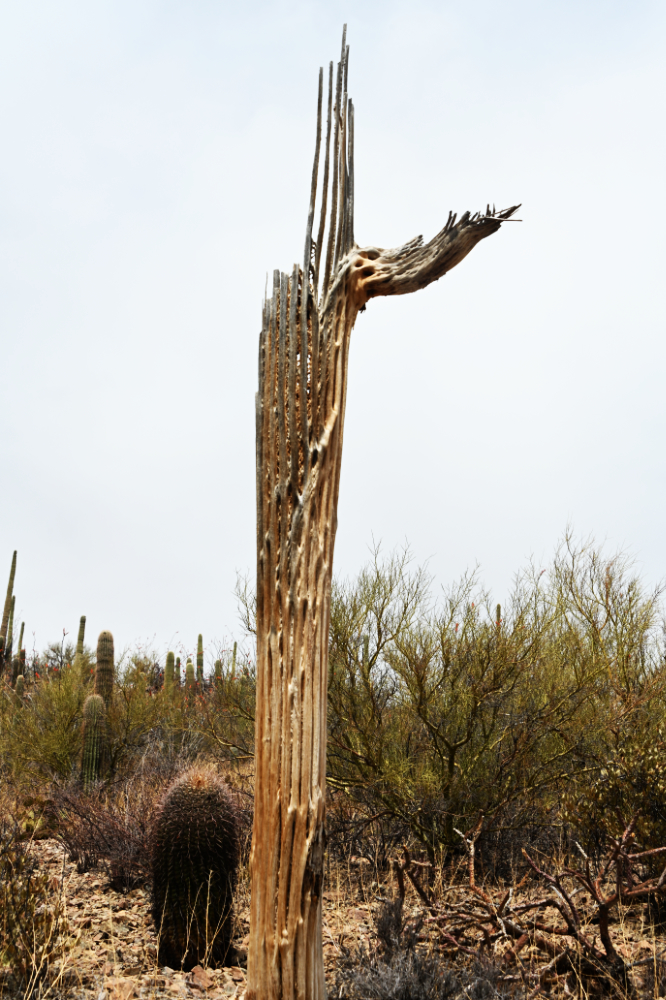 Exposed woody skeleton of a dead saguaro cactus in Arizona