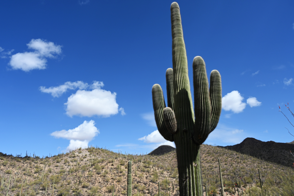Large saguaro cactus in the Sonoran Desert of Arizona