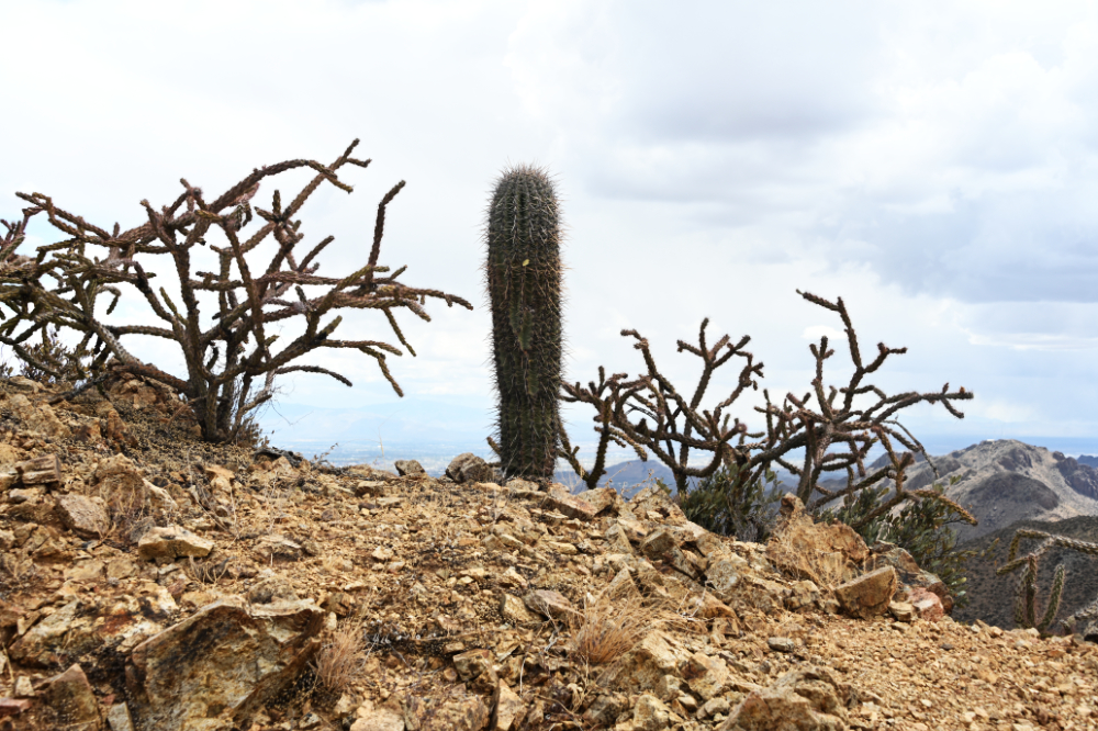 Desert trail through saguaro cactus country in Arizona