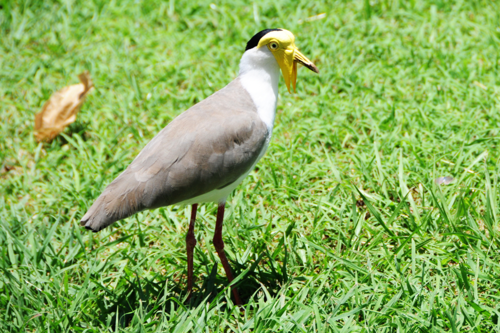 Masked Lapwing in Darwin Masked lapwing photographed in Darwin, Australia