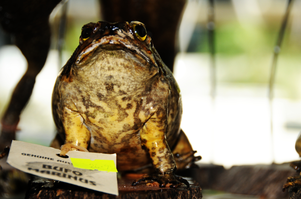 Cane Toad in Northern Australia Invasive cane toad in northern Australia
