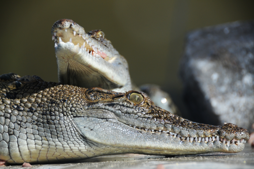 Juvenile Crocodiles near Darwin Juvenile crocodiles being fed near Darwin, Australia