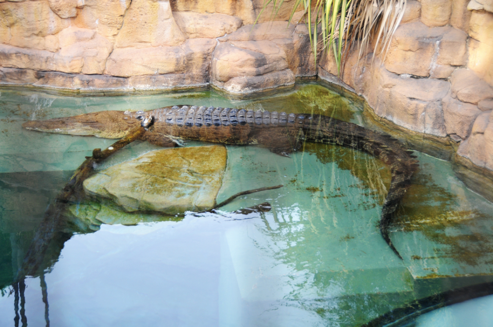 Crocodile Dundee Crocodile Crocodile associated with the original Crocodile Dundee movie
