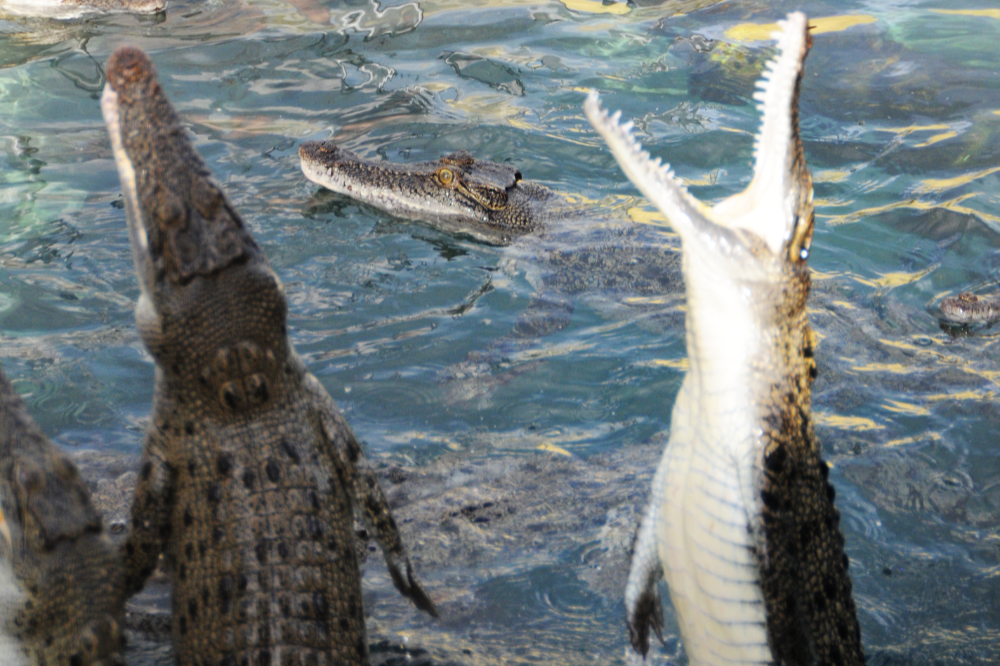 Crocodile Jumping near Darwin Saltwater crocodile leaping out of the water near Darwin