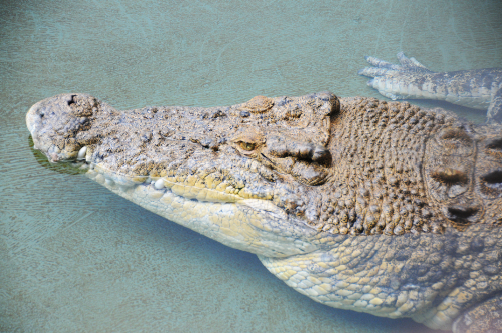 Crocodile near Darwin Crocodile photographed near Darwin in Australia's Northern Territory