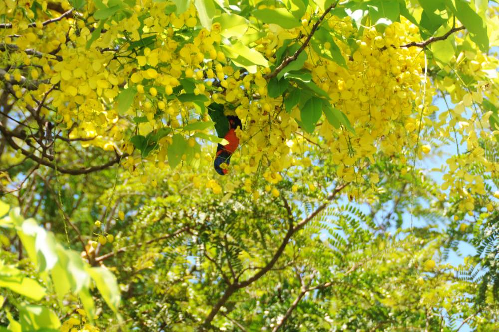 Rainbow Lorikeet in Darwin Rainbow lorikeet perched in a tree in Darwin