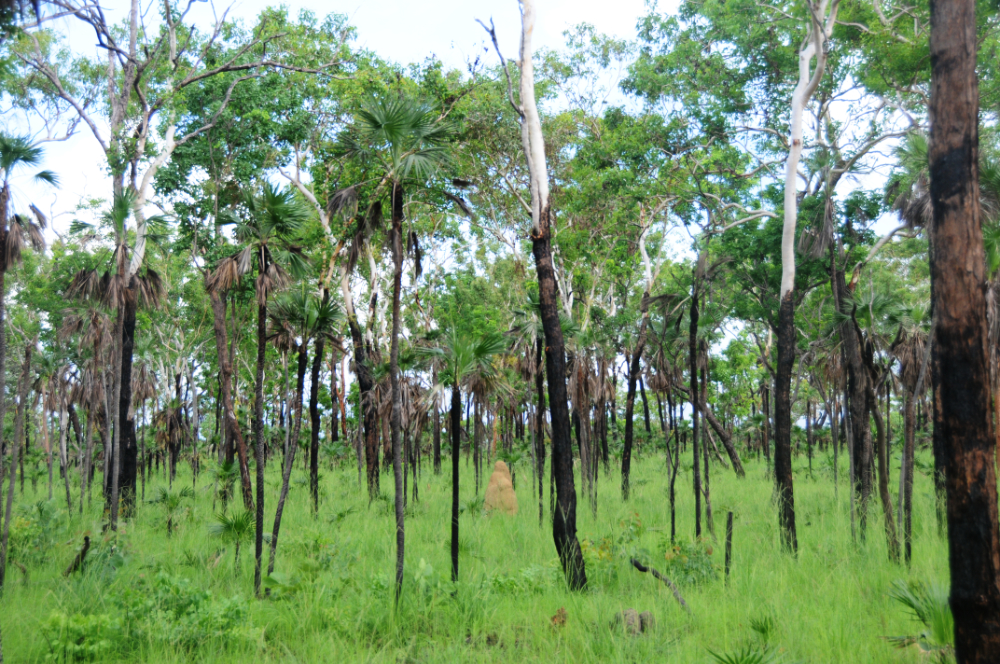 Forest and grasslands in Litchfield National Park