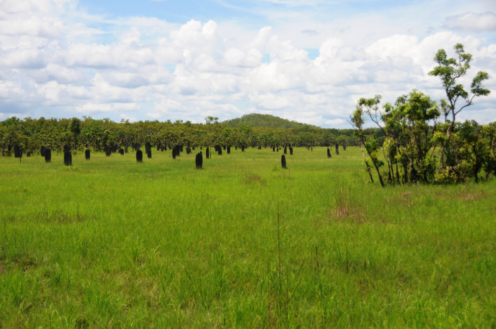 Field of magnetic termite mounds in Litchfield National Park