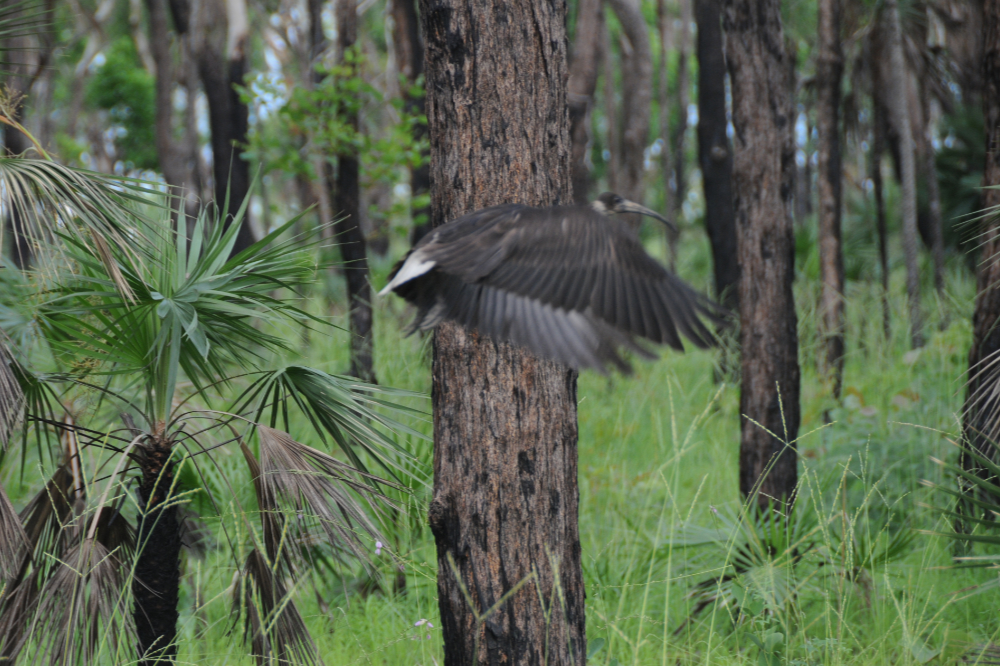 Straw-necked ibis flying through Litchfield National Park