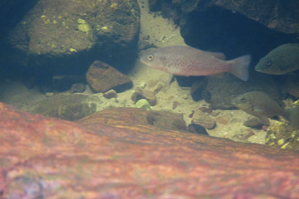 Fish in a clear swimming hole in Litchfield National Park