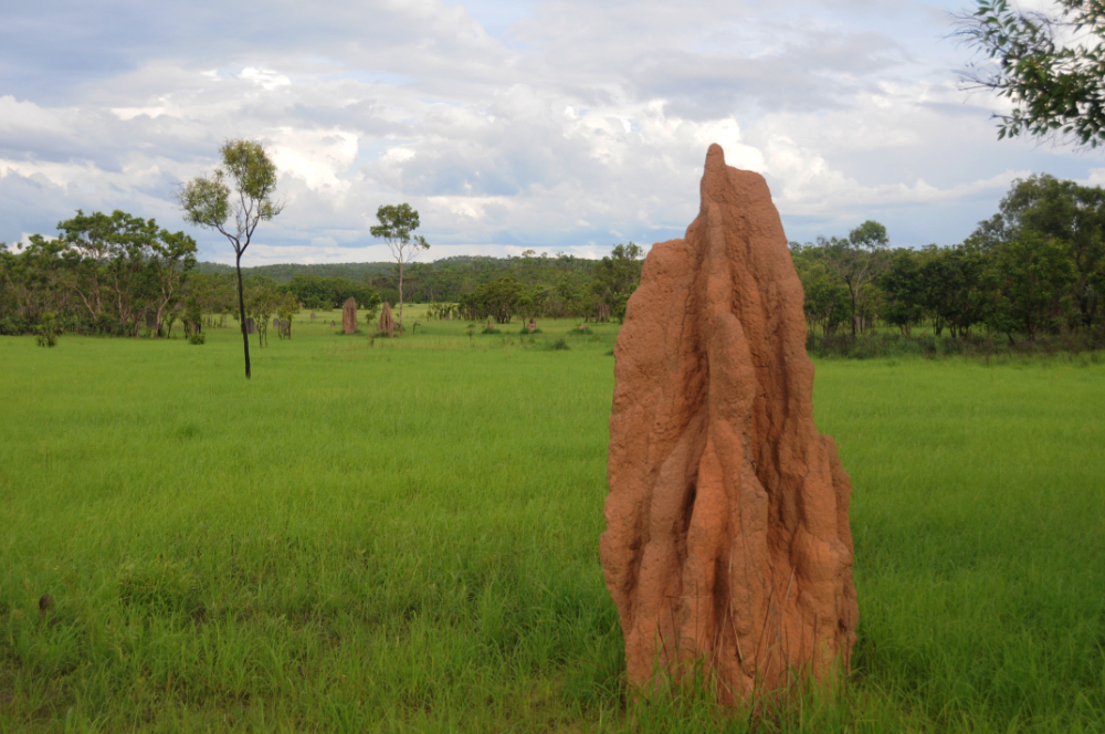 Large termite mound in Litchfield National Park