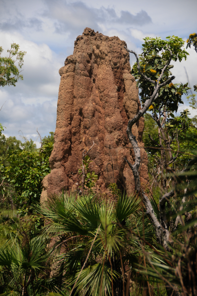 Tall termite mound in Litchfield National Park