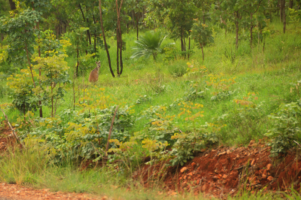 Wallaby beside the road in Australia's Northern Territory