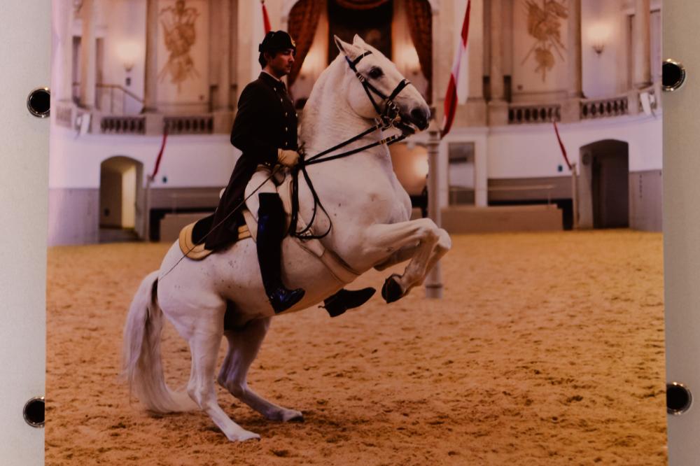 Lipizzaner horse performing at the Spanish Riding School in Vienna