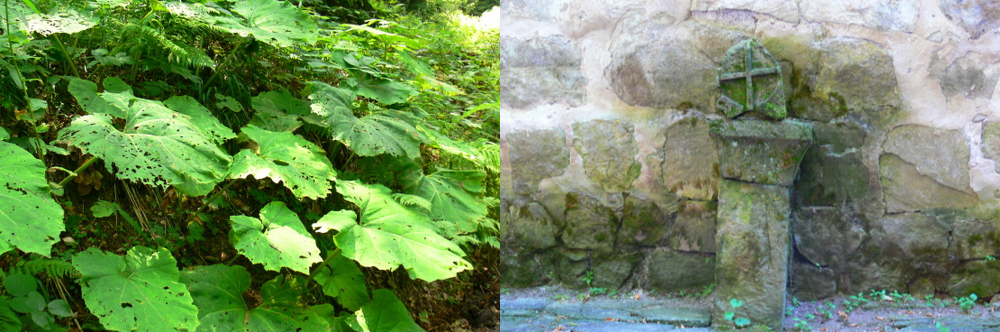 Explore Borjomi Georgia Green forested mountains and natural scenery in the Borjomi region of Georgia