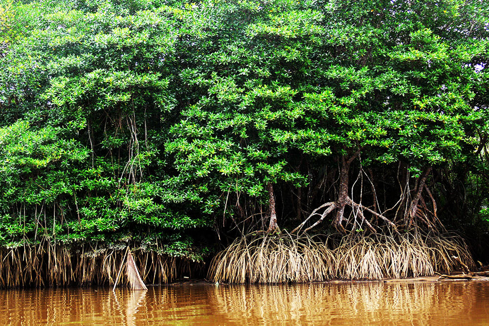 Brunei Mangrove Forest Mangrove forest along the Brunei River near Bandar Seri Begawan