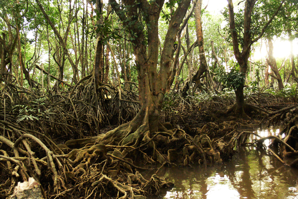 Mangroves near Bandar Seri Begawan Mangrove waterways near Bandar Seri Begawan, Brunei