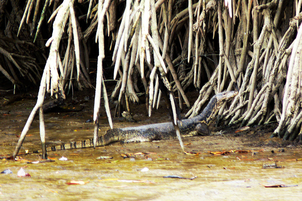 Monitor Lizard in Brunei Large monitor lizard beside a river near Bandar Seri Begawan, Brunei