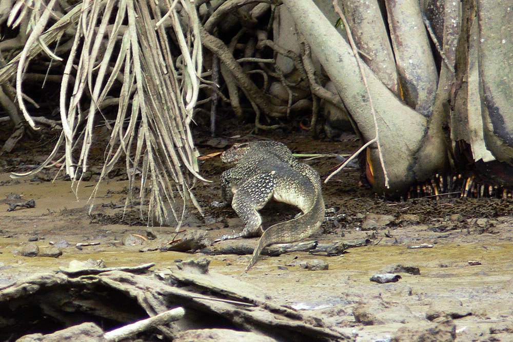 Monitor Lizard in the Mangroves Monitor lizard retreating into mangroves in Brunei