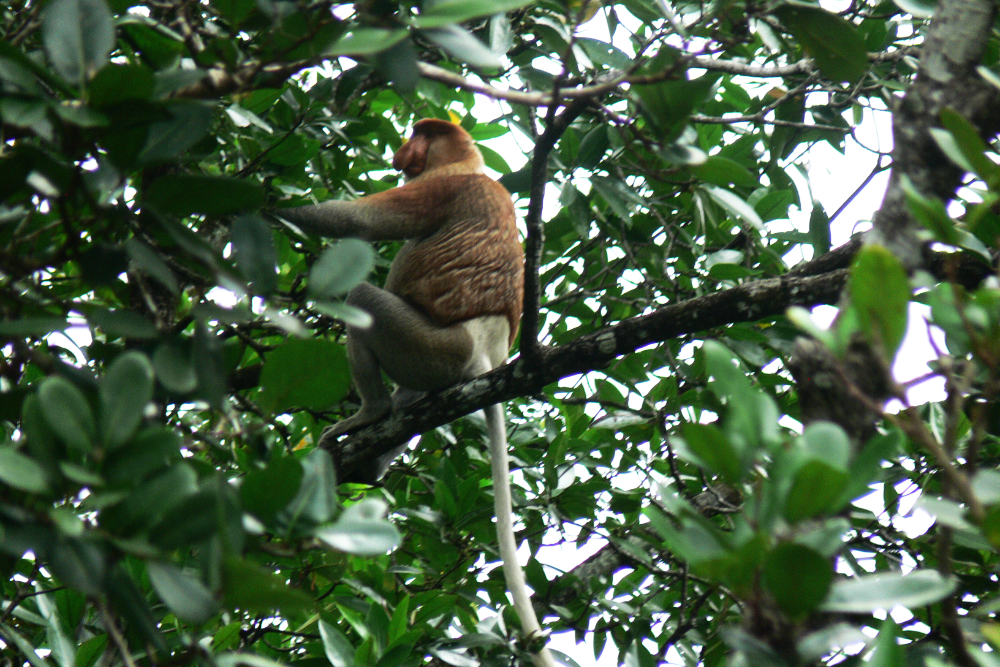 Proboscis Monkey in Brunei Male proboscis monkey in the mangroves of Brunei