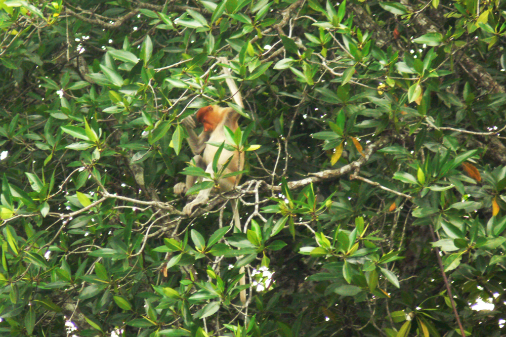 Proboscis Monkey in the Mangroves Proboscis monkey in mangrove forest near Bandar Seri Begawan