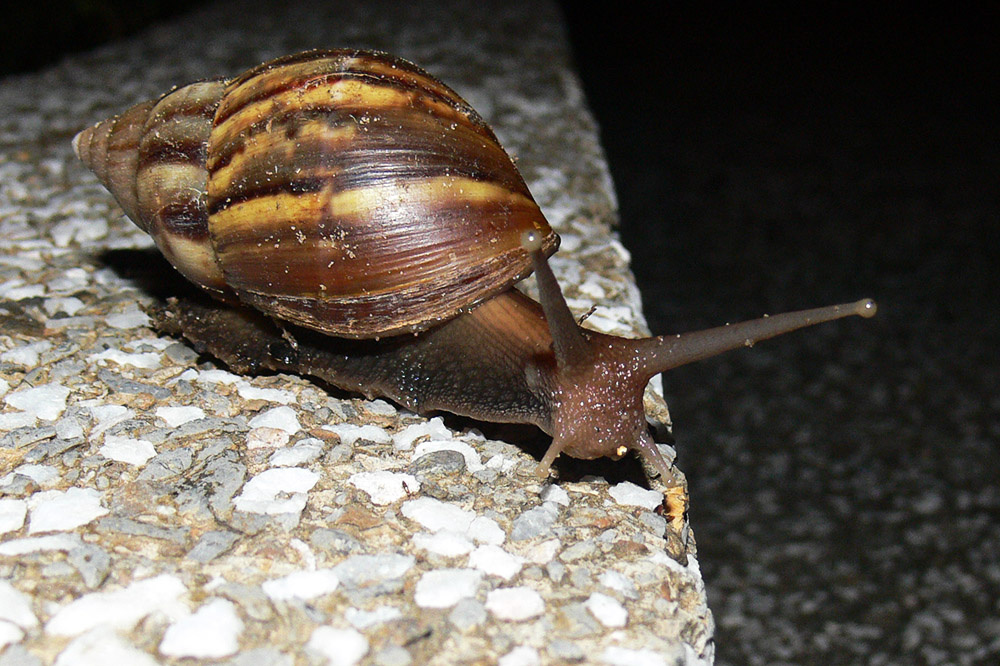 Large snail at Jerudong Park in Brunei