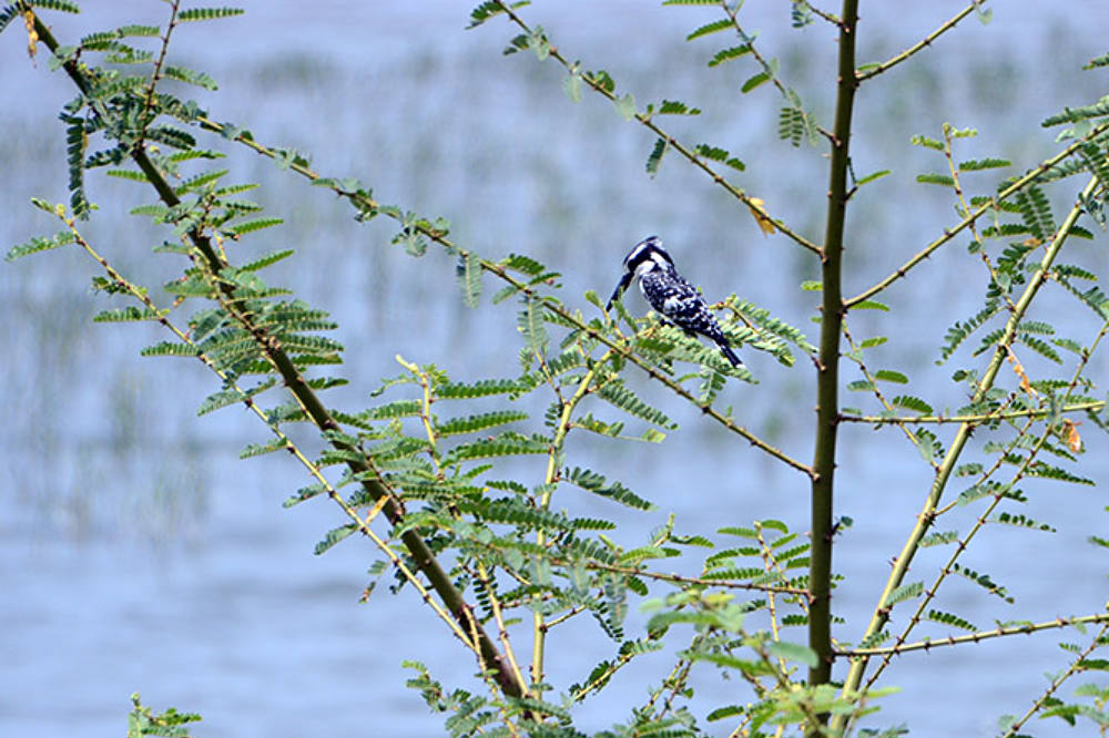 Kingfisher along Lake Tanganyika in Burundi
