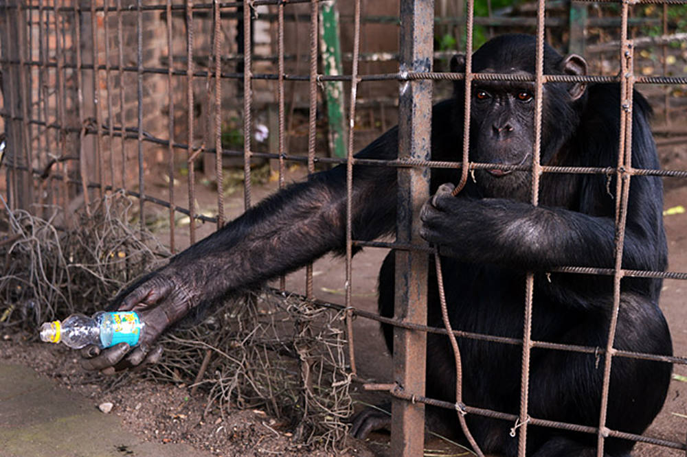 Chimpanzee at the zoo in Bujumbura